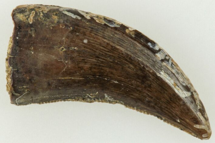 Serrated, .6" Dromaeosaurid Theropod (Acheroraptor) Tooth - Montana
